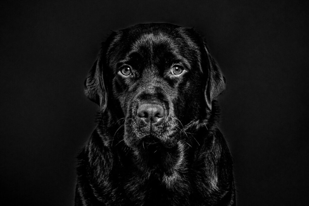 Cedric Derbaise photo animalière en studio