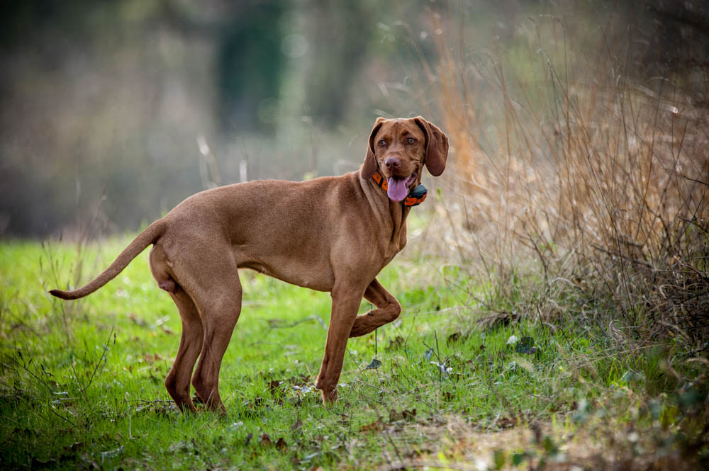 Photo animalière