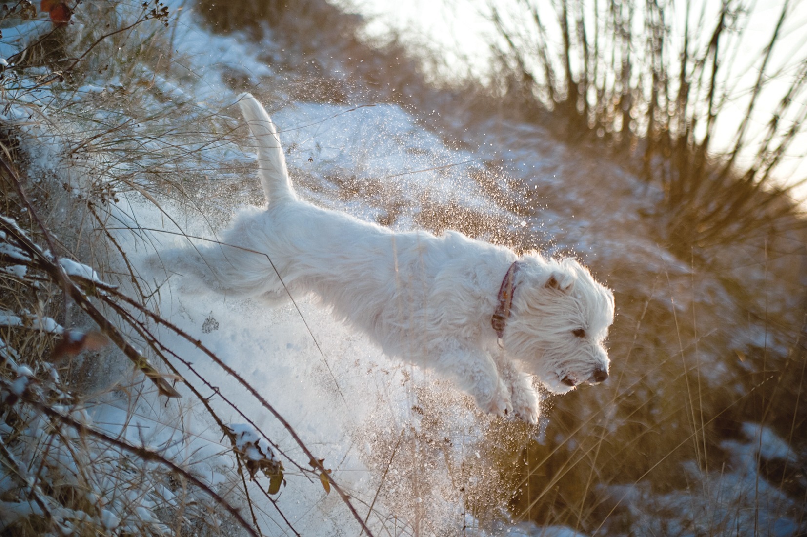 photographe professionnel animalier